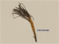 藏品(青枯葉蛾)的圖片